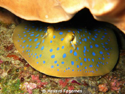 Gili trawangan, blue spotted ray. canon s95 by Havard Fagernes 